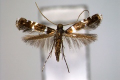 Dekeidoryxis khooi