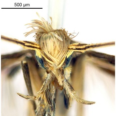 /filer/webapps/moths_gc/media/images/C/crotonella_Diphtheroptila_HT_head1_ANIC.jpg