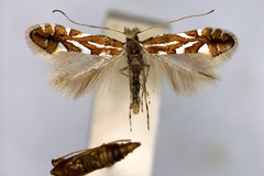 Phyllonorycter hostis