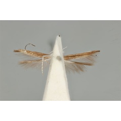 /filer/webapps/moths_gc/media/images/N/niphadias_Cuphodes_HT_ANIC31-010798_ventral.jpg