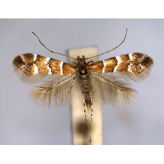 /filer/webapps/moths_gc/media/images/S/scabiosella_Phyllonorycter_A_EIHU.jpg