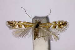 Phyllonorycter faginella