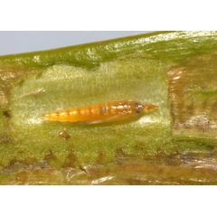 /filer/webapps/moths_gc/media/images/P/podocarpa_Phyllocnistis_pupa_Liu-et-al_2018b_563_SDNU.jpg