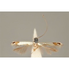 /filer/webapps/moths_gc/media/images/C/chalceopla_Acrocercops_HT_ANIC31-036694_dorsal.jpg