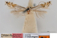 Phyllocnistis ephimera