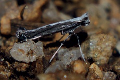 Graphiocephala barbitias