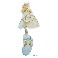/filer/webapps/moths_gc/media/images/G/gunniella_Neurostrota_A02_GF_ANIC.jpg