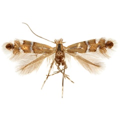 /filer/webapps/moths_gc/media/images/G/gemmea_Phyllonorycter_A_Eiseman-&-Davis_2020_216.jpg