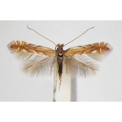 /filer/webapps/moths_gc/media/images/B/belotella_Phyllonorycter_A_ZSM_2.jpg