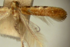 Caloptilia meyricki