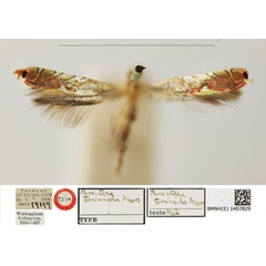 /filer/webapps/moths_gc/media/images/T/tyriancha_Parectopa_HT_BMNH_1407829.jpg
