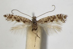 Parornix incerta