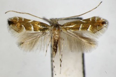 Phyllonorycter yakusimensis