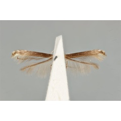 /filer/webapps/moths_gc/media/images/C/chalcea_Acrocercops_HT_ANIC31-036695_ventral.jpg