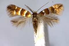 Phyllonorycter froelichiella