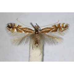 /filer/webapps/moths_gc/media/images/C/coryli_Phyllonorycter_A_ZSM.jpg