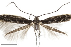 Micrurapteryx occulta