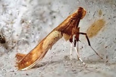 Caloptilia hemidactylella