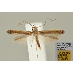 /filer/webapps/moths_gc/media/images/G/galacotra_Caloptilia_PT_MHNG.jpg