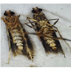 /filer/webapps/moths_gc/media/images/S/sinensis_Conopomorpha_AMF_Siraj-etal_2026_175.jpg