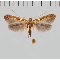 /filer/webapps/moths_gc/media/images/J/jurateae_Caloptilia_Plant_2022_32e.jpg