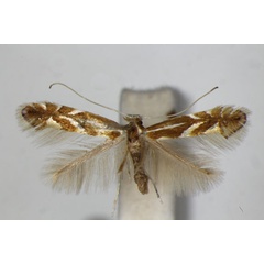 /filer/webapps/moths_gc/media/images/M/myricae_Phyllonorycter_PT_ZSM_2.jpg