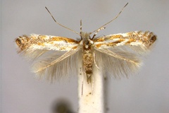 Phyllonorycter juncei