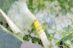 Phyllonorycter populifoliella