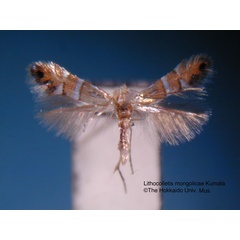 /filer/webapps/moths_gc/media/images/M/mongolicae_Phyllonorycter_HT_EIHU.jpg