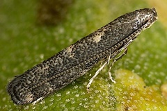 Metriochroa latifoliella