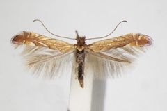 Phyllonorycter messaniella