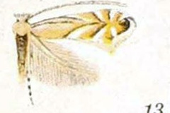 Phyllonorycter obscuricostella
