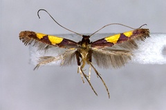 Caloptilia ryukyuensis