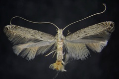Pleiomorpha virgata