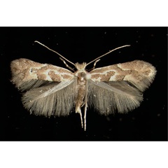 /filer/webapps/moths_gc/media/images/C/connexella_Phyllonorycter_A_Innsbruck21021966_MHNG.jpg