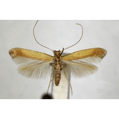 /filer/webapps/moths_gc/media/images/G/glycyrrhizae_Caloptilia_PT_ZSM_2.jpg