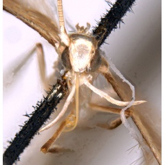 /filer/webapps/moths_gc/media/images/S/spodophylla_Acrocercops_ST_head_ANIC.jpg