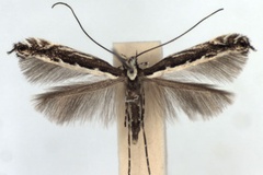 Micrurapteryx gradatella