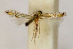 Phyllocnistis atractias