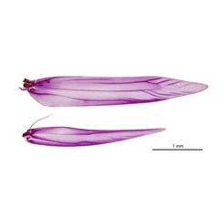 /filer/webapps/moths_gc/media/images/E/eumetalla_Polysoma_WV_De-Prins-etal_2025_248.jpg