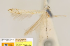 Cuphodes habrophanes
