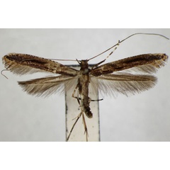 /filer/webapps/moths_gc/media/images/M/magnoliae_Caloptilia_PT_ZSM_3.jpg