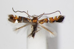Phyllonorycter pygmaea