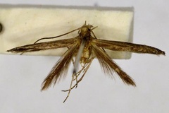 Stomphastis chalybacma