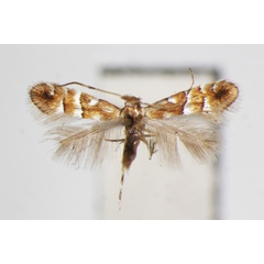 /filer/webapps/moths_gc/media/images/V/viburni_Phyllonorycter_A_ZSM_2.jpg