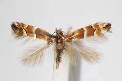 Phyllonorycter japonica