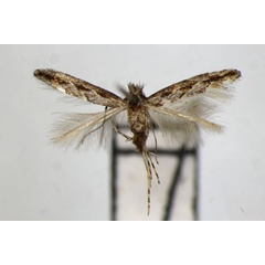 /filer/webapps/moths_gc/media/images/I/issikii_Phyllonorycter_PT_ZSM.jpg