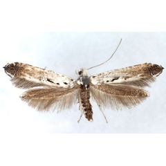 /filer/webapps/moths_gc/media/images/C/caudulatella_Ornixola_A_WJDP.jpg