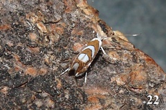 Phyllonorycter grewiella
