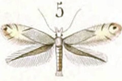 Phyllonorycter tenella